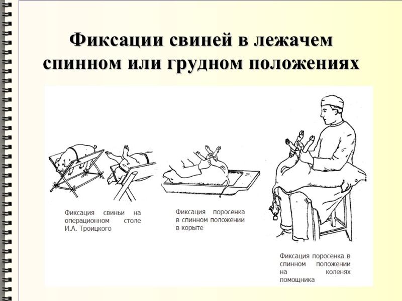 Фиксации свиней в лежачем спинном или грудном положениях